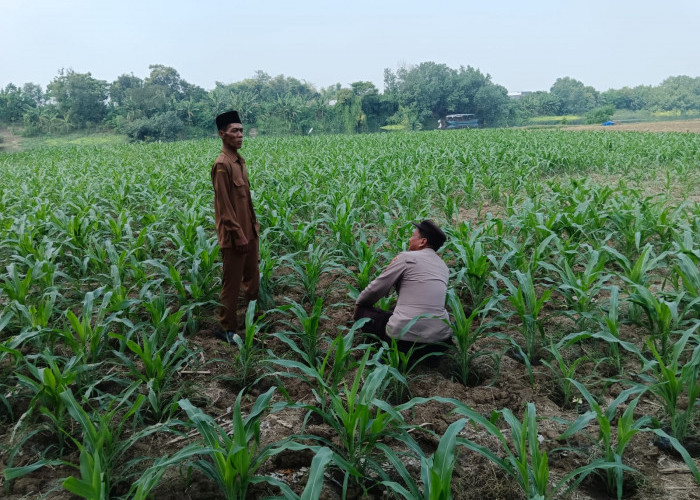 Polsek Ploso Perkuat Pendampingan Petani, Dukung Asta Cita Presiden Wujudkan Swasembada Pangan Nasional