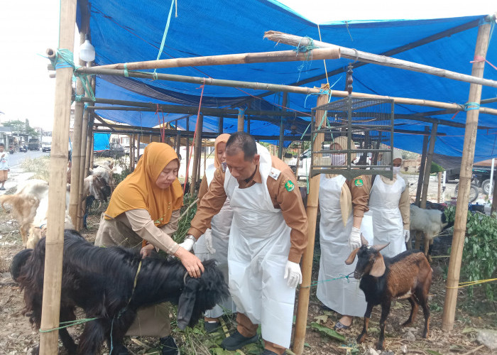 Hewan Kurban di Lapak Penjualan Sehat dan Layak, DKPP Sumenep Siap Monitor Hingga Iduladha