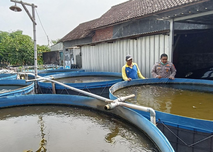 Polsek Tarik Apresiasi Inovasi Ketahanan Pangan, Warga Gempol Klutuk Budi Daya Lele