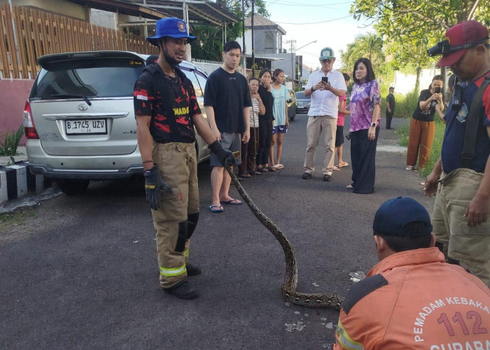 Piton 4 Meter Masuk Permukiman Warga Dukuh Pakis Surabaya Memangsa Kucing