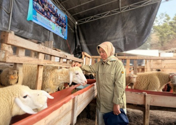 Jelang Hari Raya Iduladha, DKPP Lumajang Perkuat Pengawasan Kesehatan Hewan Kurban