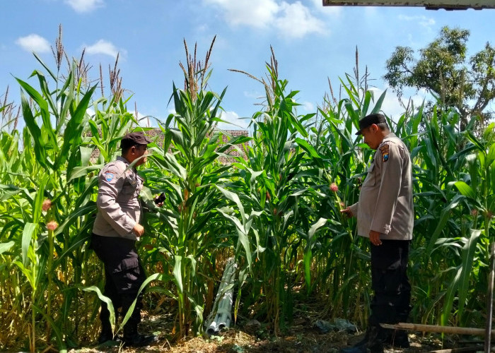 Wujudkan Ketahanan Pangan Nasional, Polsek Jatiroto Lumajang Tanam dan Rawat Jagung di Area Mapolsek