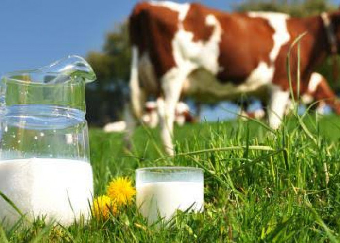 15 Manfaat Mengonsumsi Susu Sapi Bagi Kesehatan