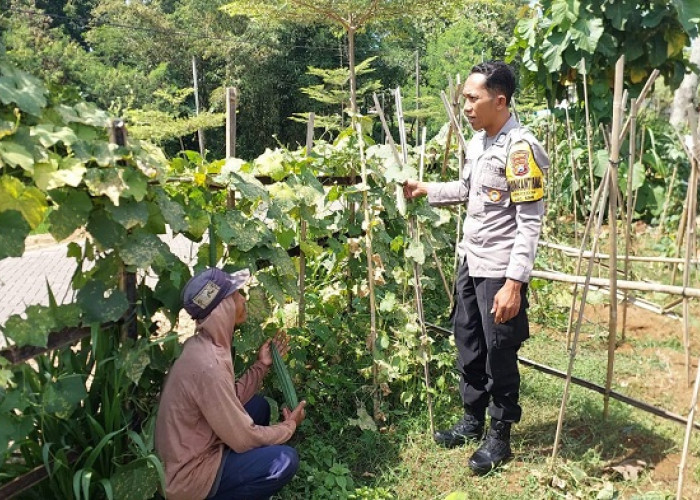 Bhabinkamtibmas Sine Dampingi Petani Ceme untuk Perkuat Ketahanan Pangan Warga Ngawi