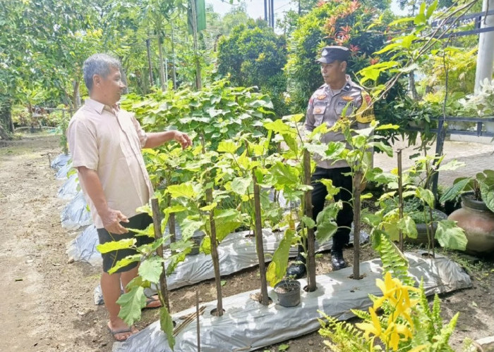 Bhabinkamtibmas Geneng Monitoring Tanaman Terong, Dukung Ketahanan Pangan Warga Ngawi