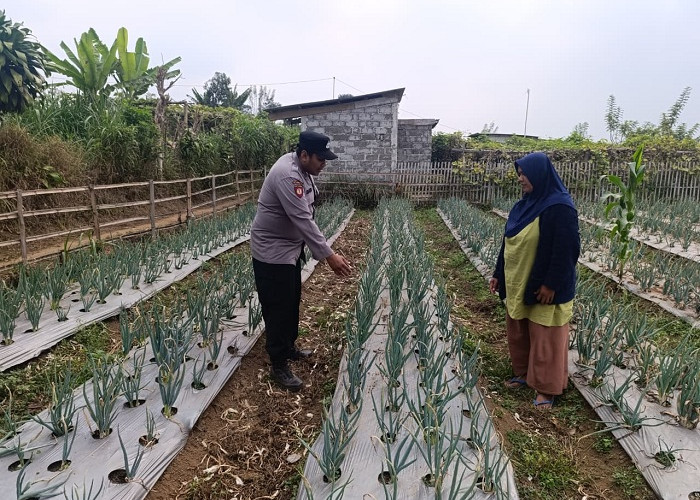 Perkuat Ketahanan Pangan di Pasuruan, Polsek Nongkojajar Kawal Program P2B  