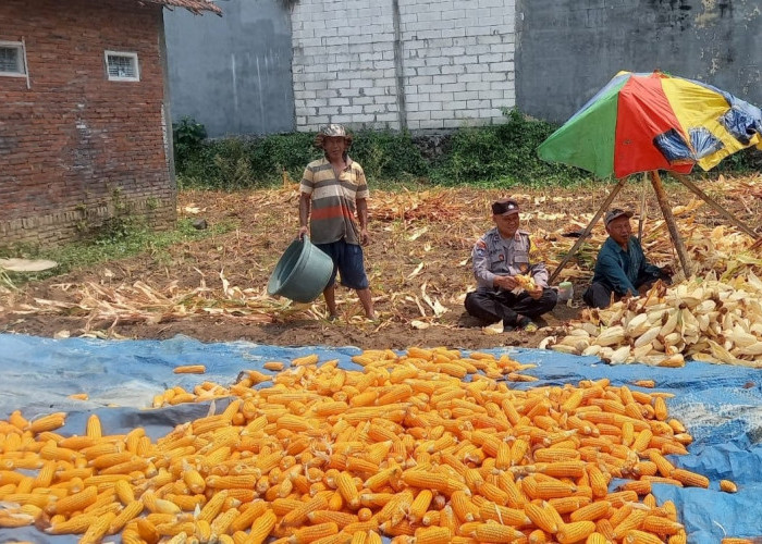 Bhabinkamtibmas Polsek Lowokwaru Bantu Petani Panen dan Kupas Jagung