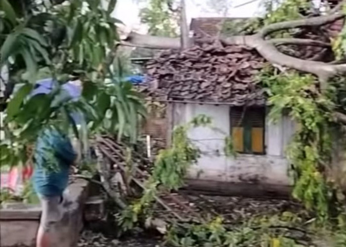 Badai Angin dan Hujan Deras Landa Tiga Desa di Lamongan, Satu Rumah Rusak dan Warga Terluka