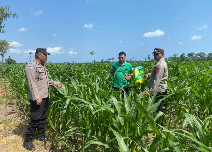 Polisi Penggerak Ketahanan Pangan, Polsek Tempeh Cek Lahan Jagung dan Serap Aspirasi Petani