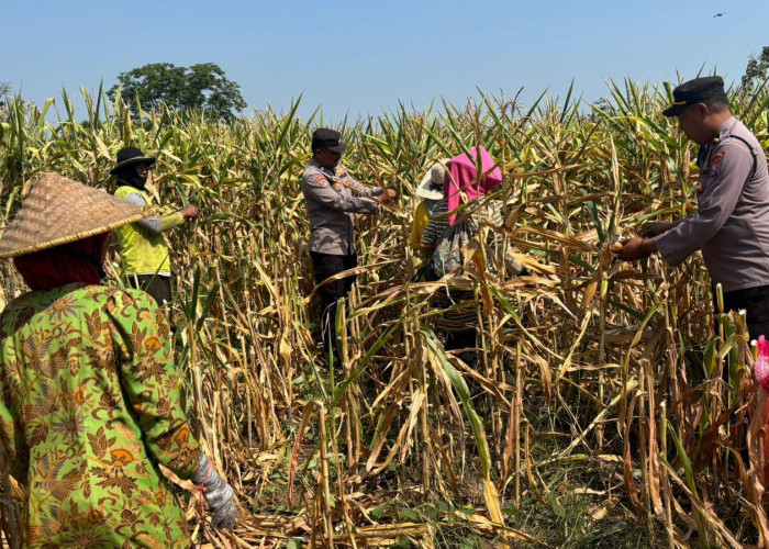 Panen Raya Jagung 6 Ton di Pacet, Polres Mojokerto Perkuat Ketahanan Pangan Nasional