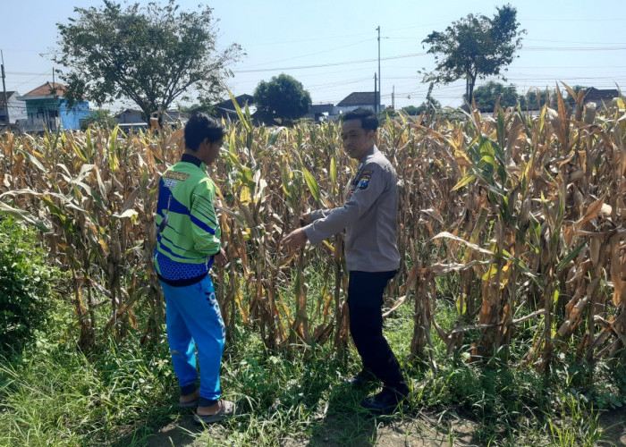 Polisi Pantau Lahan Jagung Siap Panen di Prambon, Dukung Ketahanan Pangan