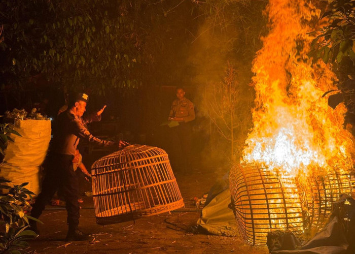 Operasi Cipta Kondisi, Polres Kediri Tertibkan Arena Judi Sabung Ayam di Plemahan