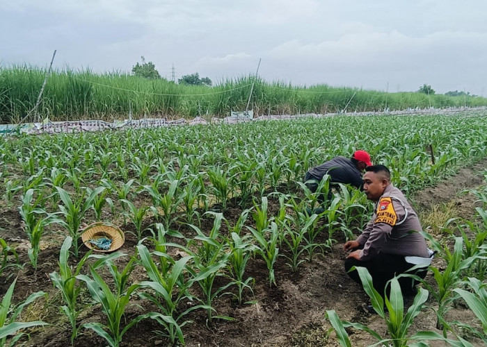 Cegah Gagal Panen, Kapolsek Tarik Masifkan Pendampingan Petani