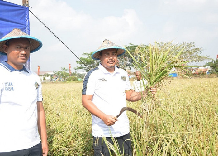 Lapas Lamongan Panen 1,8 Hektare Padi, Bekali Warga Binaan Jadi Petani Mandiri