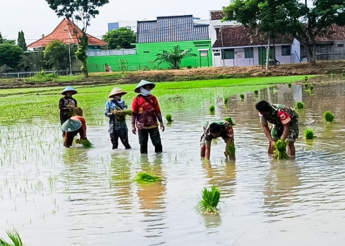 Perkuat Ketahanan Pangan, Babinsa Koramil Padangan Bojonegoro Bantu Petani Tanam Padi