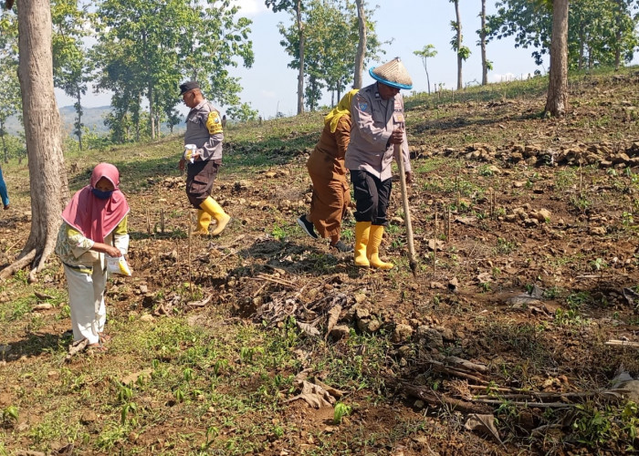 Tingkatkan Ketahanan Pangan, Polsek Kedewan Tanam Jagung di Lahan Perhutani