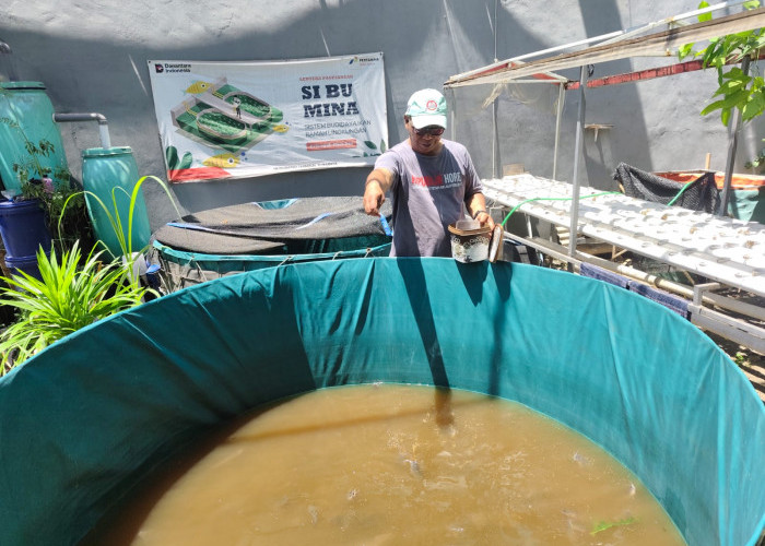 Dari Pekarangan Sempit Jadi Sumber Pangan, Warga Pagesangan Panen Lele 50 Kg