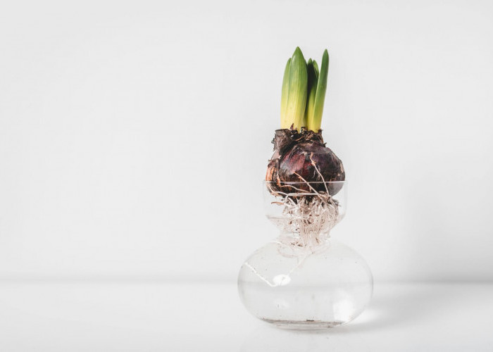 Mengenal Teknik Regrowing, Cara Mudah Menanam Kembali Sisa Batang Sayuran Dapur