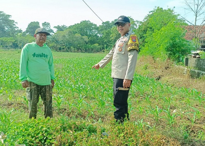  Bhabinkamtibmas Polsek Mojoroto Dampingi Petani Jagung di Kediri Kota Wujudkan Swasembada Pangan