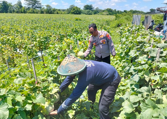 Polresta Sidoarjo Dorong Swasembada Pangan Melalui Lahan Melon di Prambon