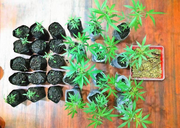 Bandar Sabu di Tumpang Malang Ternyata Punya Kebun Ganja