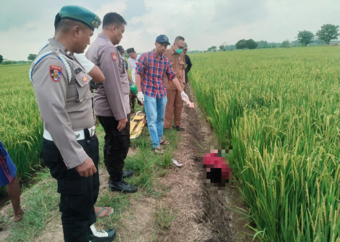 Listrik Jebakan Tikus Kembali Memakan Korban, Tewaskan Petani Balongpanggang Gresik