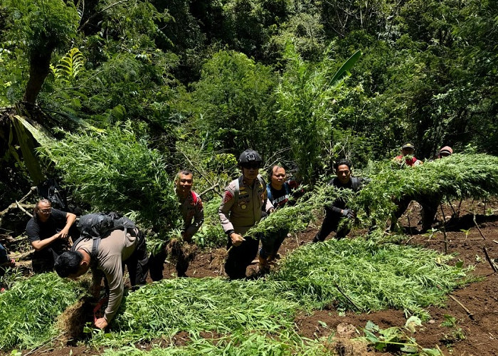 Lagi, Tim Gabungan Polres Lumajang Temukan 1.500 Batang Tanaman Ganja di Lereng Semeru