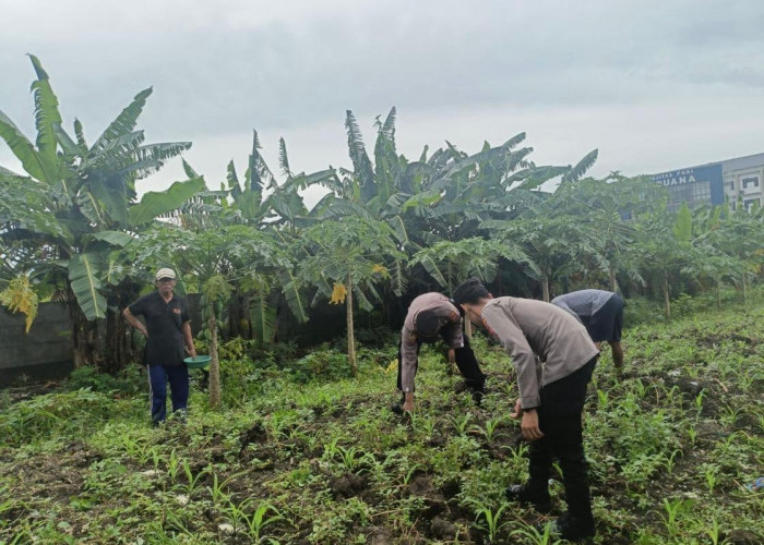 Polsek Waru Cek Perkembangan Tanaman Jagung di Desa Bungurasih