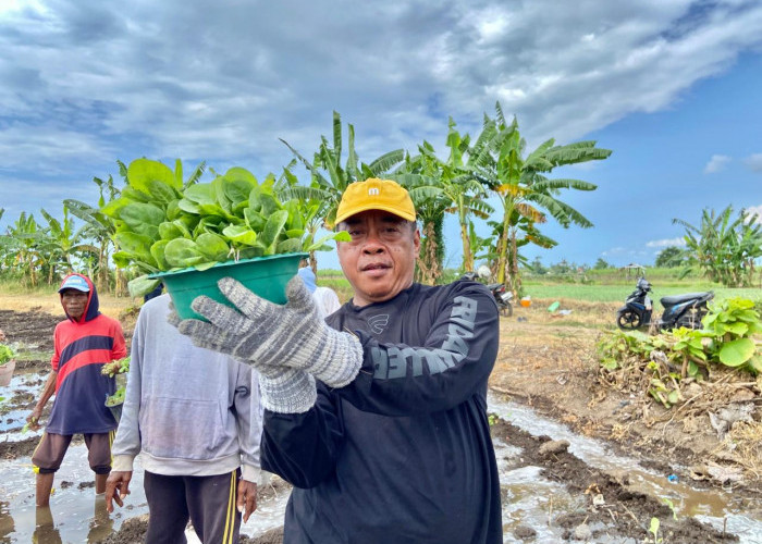Sinergi Rutan Situbondo dan Warga Sulap Lahan 1,5 Hektare Jadi Kebun Tembakau Produktif