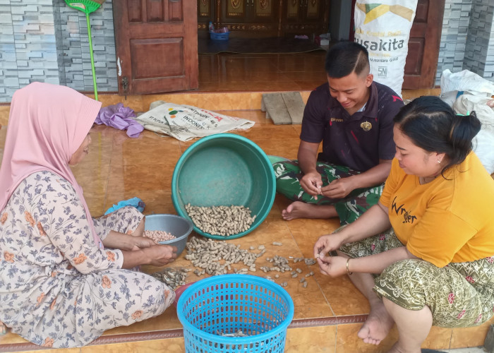 Membaur dengan Warga, Satgas TMMD Kodim 0827/Sumenep Bantu Kupas Kacang Tanah Hasil Panen
