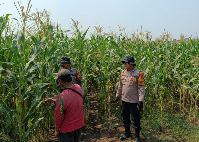 Polsek Balongbendo Dampingi Petani Rawat Jagung Hibrida, Wujudkan Swasembada Pangan