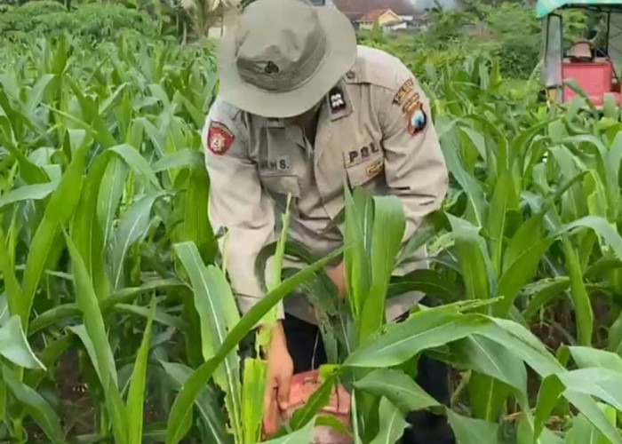 Polisi Dukung Ketahanan Pangan di Lumajang