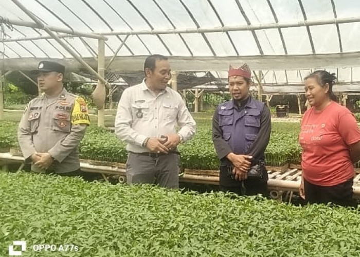 Bhabinkamtibmas Polresta Banyuwangi Monitoring Kebun Tomat  Dukung Ketahanan Pangan