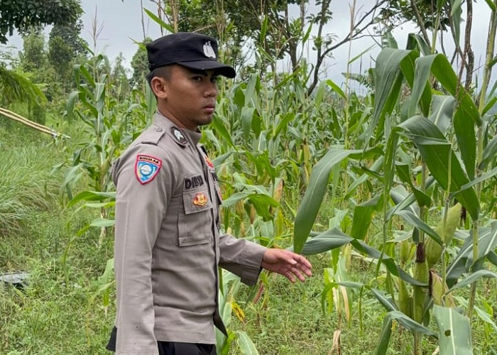 Dampingi Petani Jagung, Polsek Senduro Lumajang Kawal Program Asta Cita 