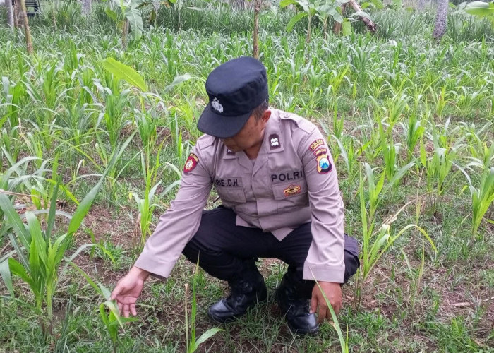 Kanit Binmas Polsek Klakah Cek Perkembangan Tanaman Jagung Warga Desa Papringan
