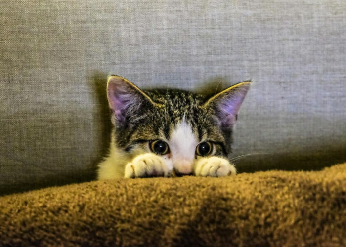 Dikira Menyiksa, Ini 5 Perawatan Kucing yang Sebenarnya Tanda Sayang