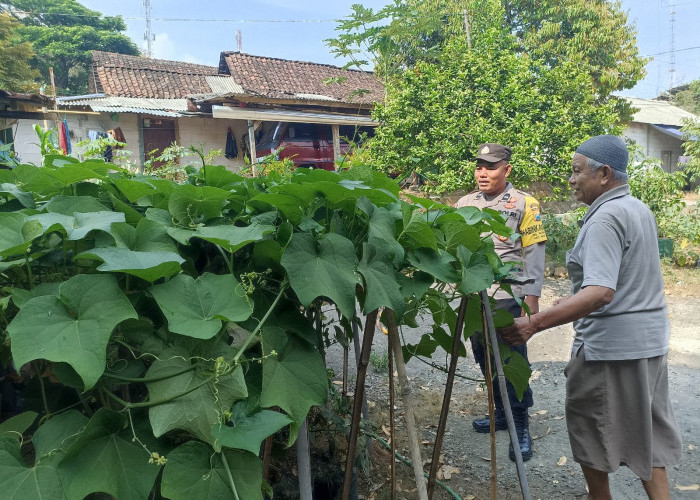 Bhabinkamtibmas Ngrambe Monitoring Pekarangan Sayuran Warga, Perkuat Ketahanan Pangan di Ngawi