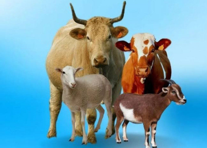 Simak Berikut Ini Tips Memilih Hewan Qurban 