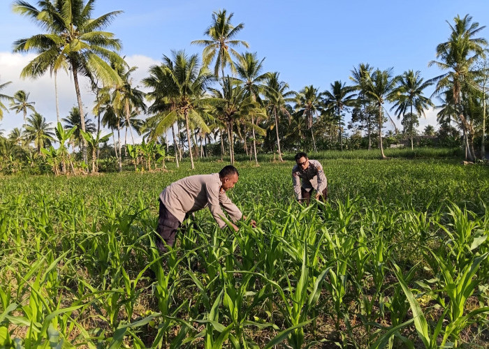 Bhabinkamtibmas Polsek Pasrujambe Kawal Penanaman Jagung dan Pekarangan Bergizi di Desa Kertosari