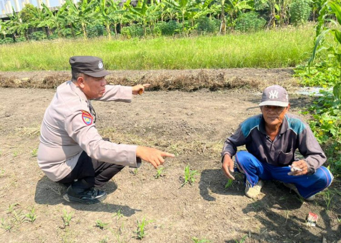 Polsek Sedati Optimis Lahan Jagung P2B Dukung Ketahanan Pangan Sidoarjo