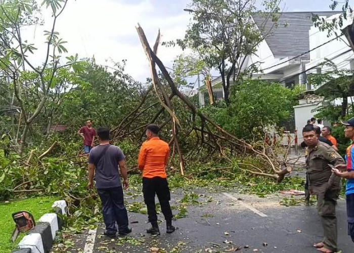 Angin Kencang Tumbangkan Pohon dan Seret Mobil ke Sungai di Surabaya