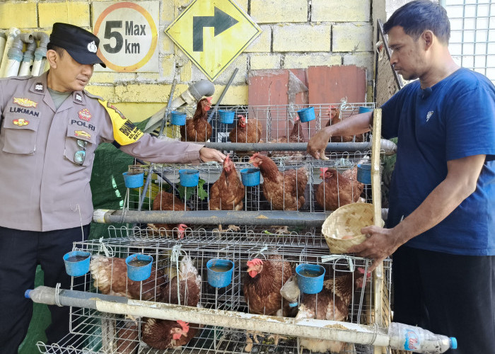 Dukung Kemandirian Pangan, Bhabinkamtibmas Polsek Tandes Sambangi Peternak Ayam Lokal