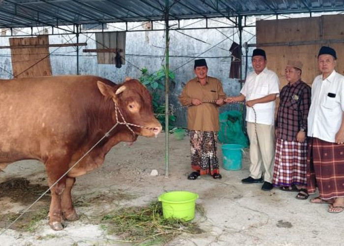 Budiono Anggota DPRD Jatim Dampingi Penyerahan Sapi Kurban Presiden Prabowo 1,2 Ton di Bojonegoro