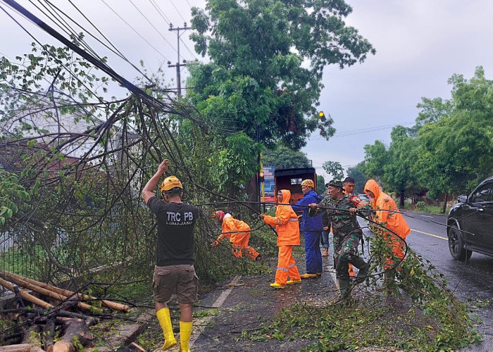 6 Pohon Tumbang di Lumajang Akibat Cuaca Ekstrem