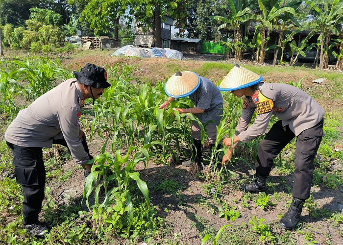 Polsek Taman dan Petani Kelola Lahan Jagung Dukung Ketahanan Pangan Sidoarjo