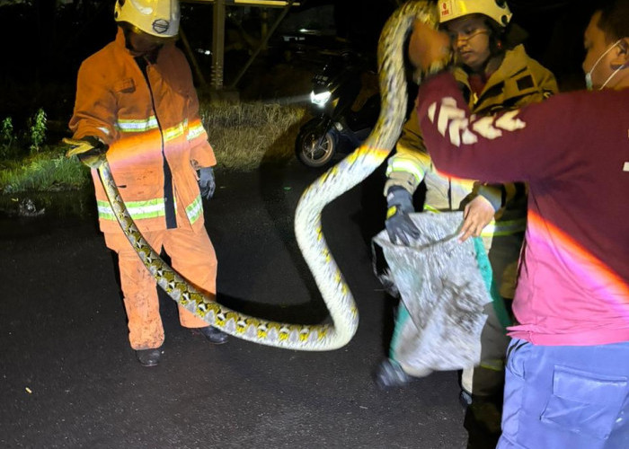 Heboh! Ular Sanca 3 Meter Mangsa Ayam Warga Manyar Jaya