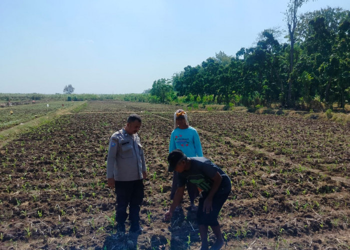 Bhabinkamtibmas Dermo Dampingi Petani Jagung Perkuat Ketahanan Pangan dan Jaga Kamtibmas