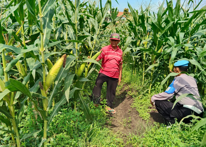 Polisi Porong Sidoarjo Turun ke Lahan Jagung Desa Kesambi