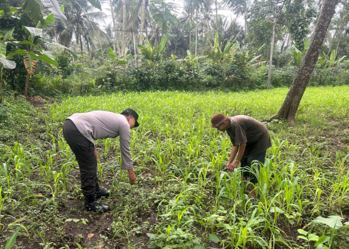 Dukung Asta Cita Presiden, Polsek Ranuyoso Cek Lahan Jagung Warga
