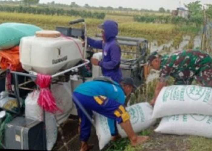 Danramil Babat Turun Sawah, Gelar Wiwit Panen Raya Bersama Petani Kebalanpelang Lamongan